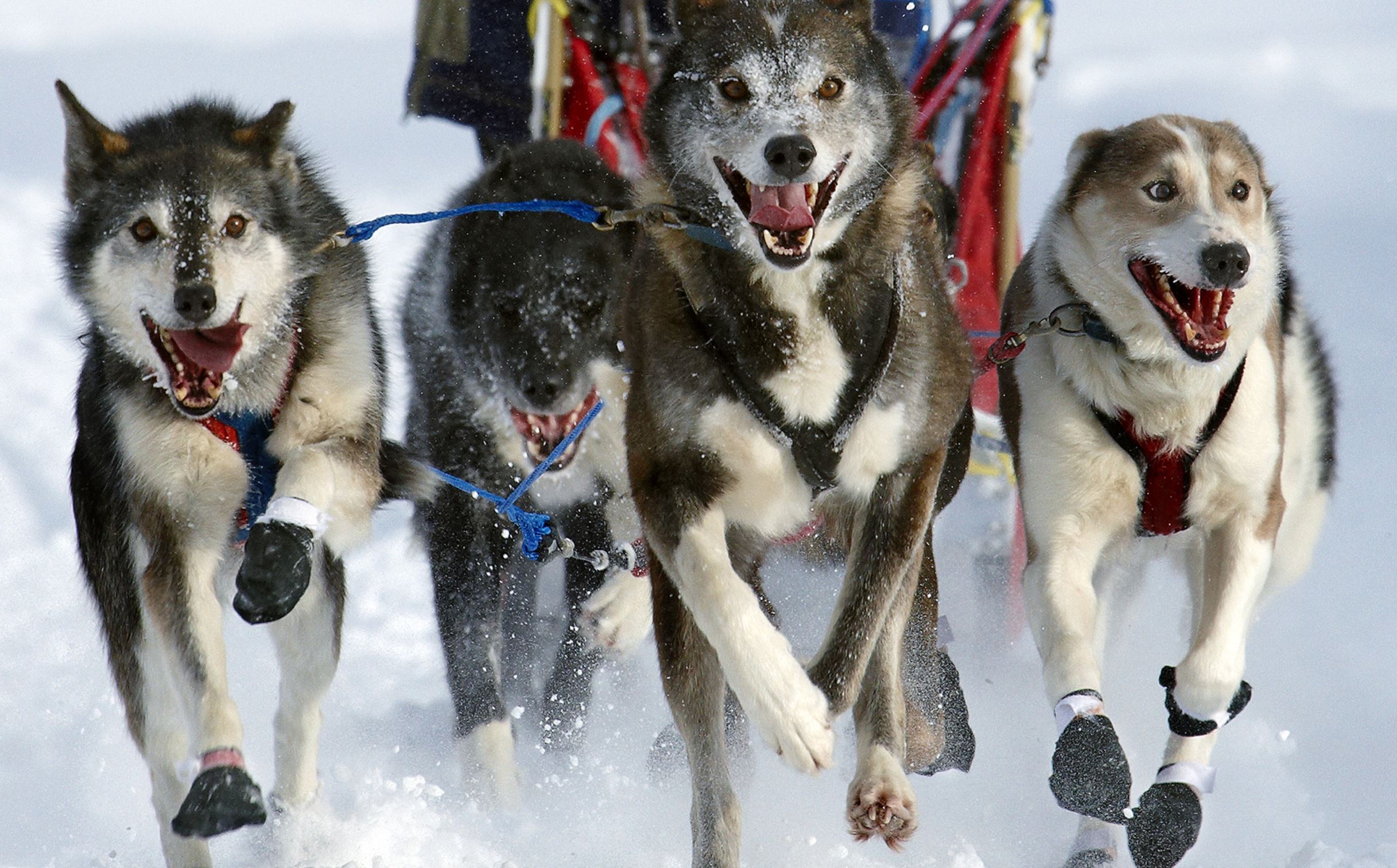 BC winter activities including dog sledding